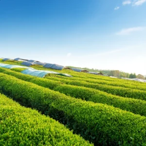 ทิวไร่ชาเขียวใต้ร่มเงา สภาพแวดล้อมเหมาะผลิตเทนฉะให้ผงมัทฉะรสอุมามิ