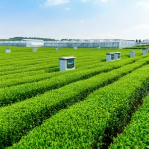 ทิวไร่ชาเขียวใต้ร่มเงา สภาพแวดล้อมเหมาะผลิตใบเทนฉะให้ผงมัทฉะรสอุมามิ