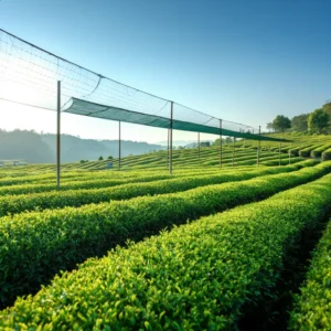 ทิวไร่ชาเขียวใต้ร่มเงา เหมาะผลิตใบเทนฉะให้ผงมัทฉะรสอุมามิ