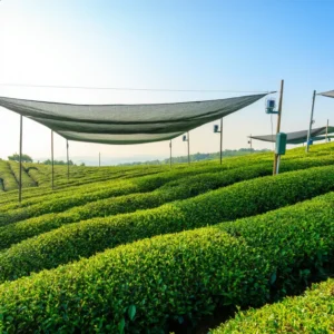 แปลงปลูกชาเขียวคุณภาพ ภายใต้ร่มเงา เสริมกลิ่นหวานหญ้าอ่อนของมัทฉะ