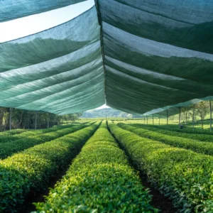 วิวสวนชาเขียวเก็บใบชาอ่อน สำหรับผลิตมัทฉะรสหวานนวล คาเทชินสูง สดจากไร่