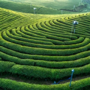 แปลงปลูกชาเขียวคุณภาพ ภายใต้ร่มเงา เสริมกลิ่นหวานหญ้าอ่อนของมัทฉะ