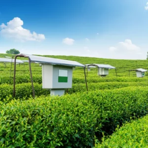 ใบชาคุณภาพสูง คลอโรฟิลล์เข้ม แอล-ธีอะนีนสูง ให้สีสด รสนุ่ม กลิ่นหอมยาว