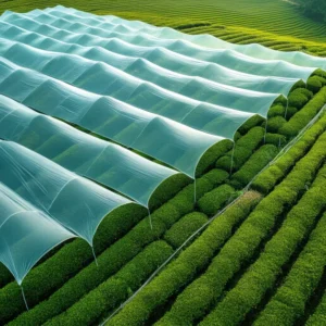 วิวไร่ชาเขียวบรรยากาศร่มเงา เหมาะผลิตใบเทนฉะเพื่อผงมัทฉะรสอุมามิ