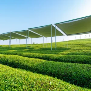 วิวไร่ชาเขียวบนเนินเขา สภาพแวดล้อมเหมาะผลิตมัทฉะคุณภาพสูง