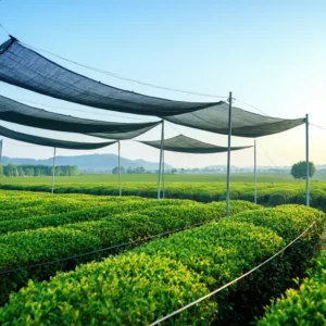 แปลงปลูกชาเขียวคุณภาพ ภายใต้ร่มเงาเพื่อกลิ่นหวานหญ้าอ่อนของมัทฉะชั้นดี