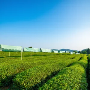 อากาศเย็น ดินดี น้ำสะอาด ช่วยให้ใบชาอ่อนคุณภาพสูง สำหรับผลิตมัทฉะสีจัดรสกลมกล่อม