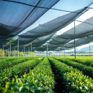 แปลงปลูกชาเขียวคุณภาพ ภายใต้ร่มเงาเพื่อกลิ่นหวานหญ้าอ่อนของมัทฉะชั้นดี